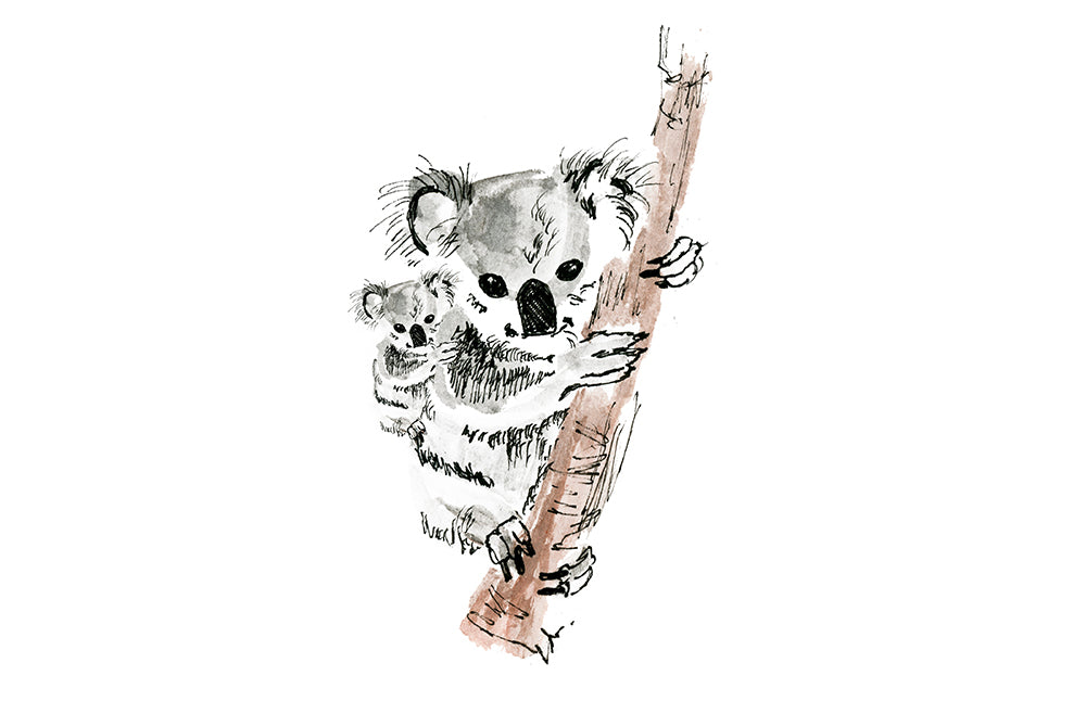 Zoomed in detail of hand painted and inked koalas.